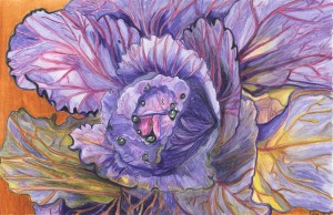 Cabbage 72dpi